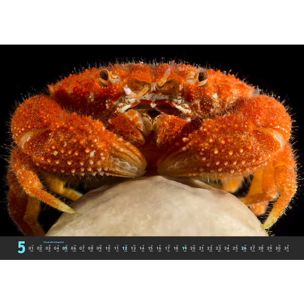 TIEFSEEWESEN 2024 - Kalender