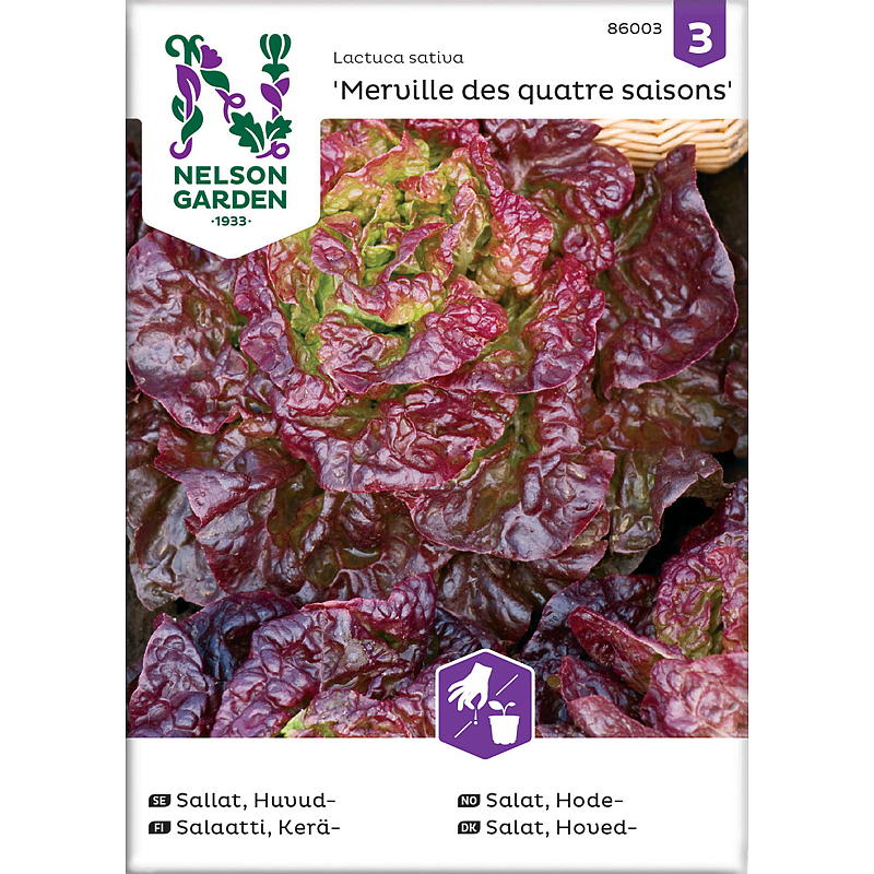 Nelson garden Frø Salat Hode-, Merveille des quatre s.