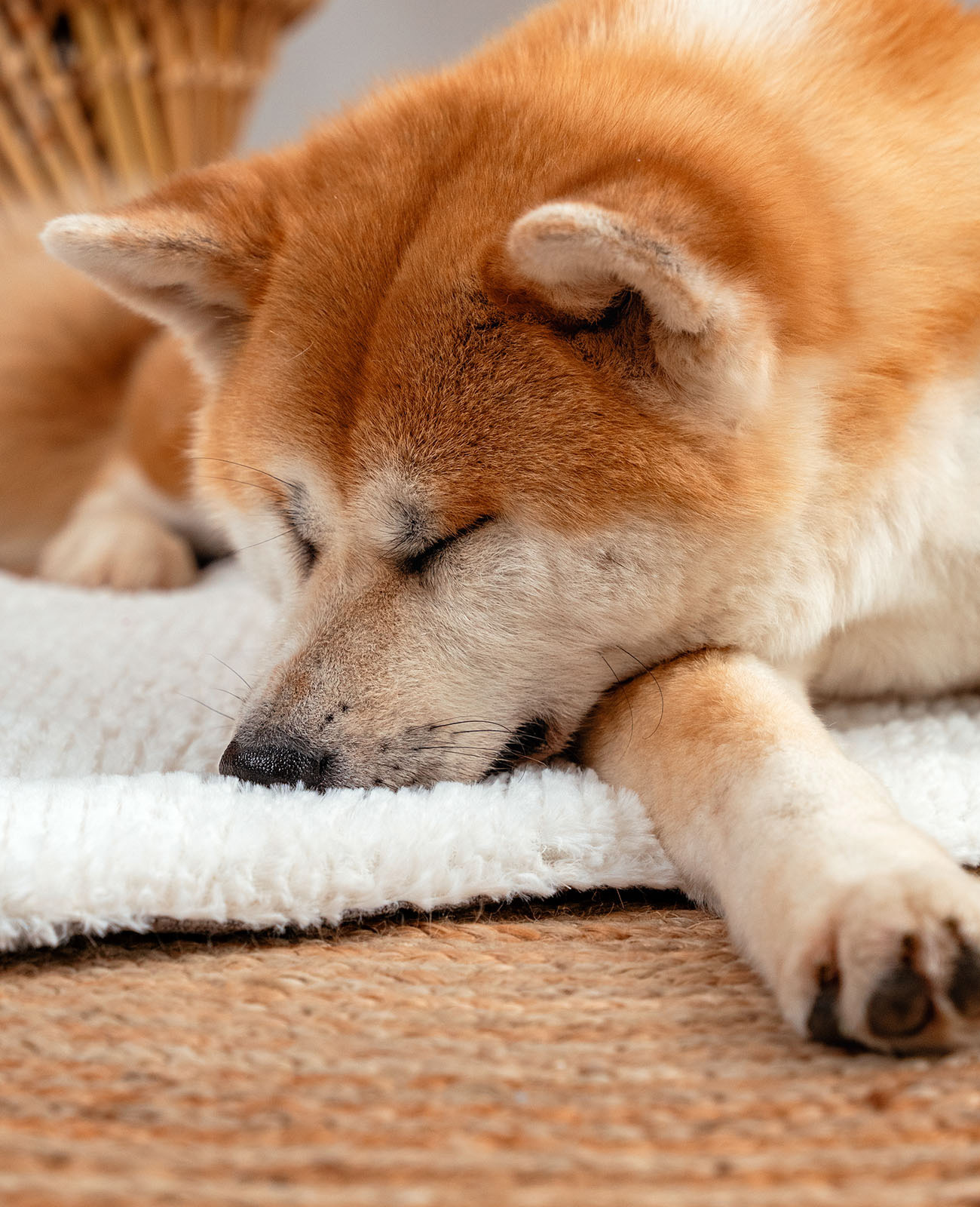 Lionto Hundebetten Lionto Wendedecke für Hunde & Katzen L