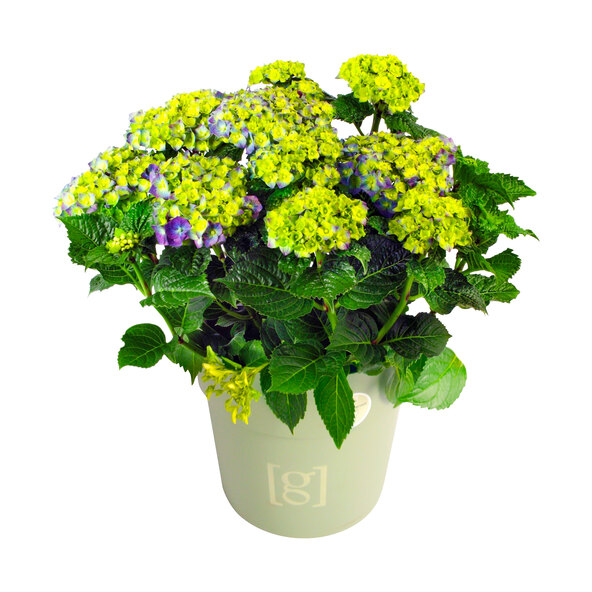 Bauernhortensie King Size Blau