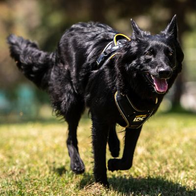 JULIUS-K9 IDC® Longwalk Geschirr - schwarz/grau