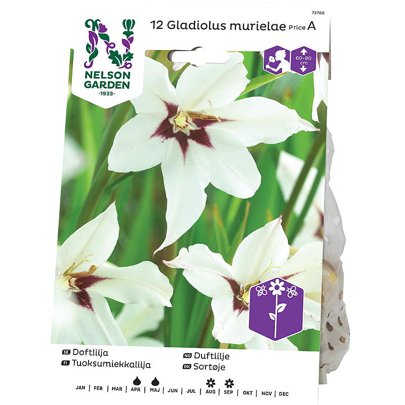 Nelson garden Duftlilje Gladiol callianthus, hvit