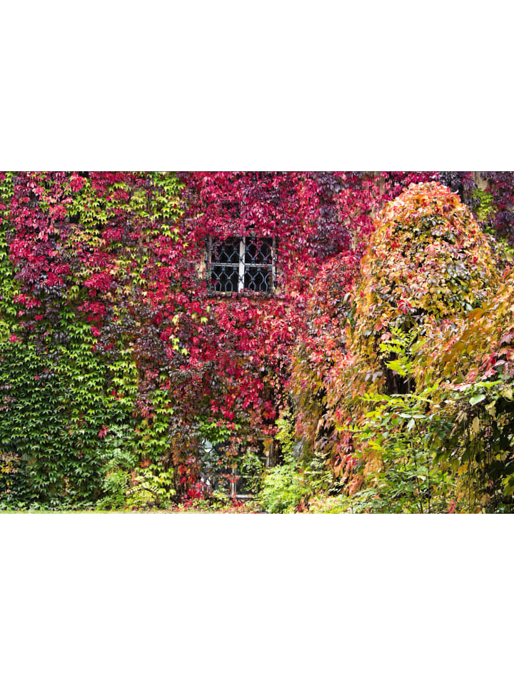OH2 3er-Set: Parthenocissus quinquefolia in Bunt günstig kaufen onesize