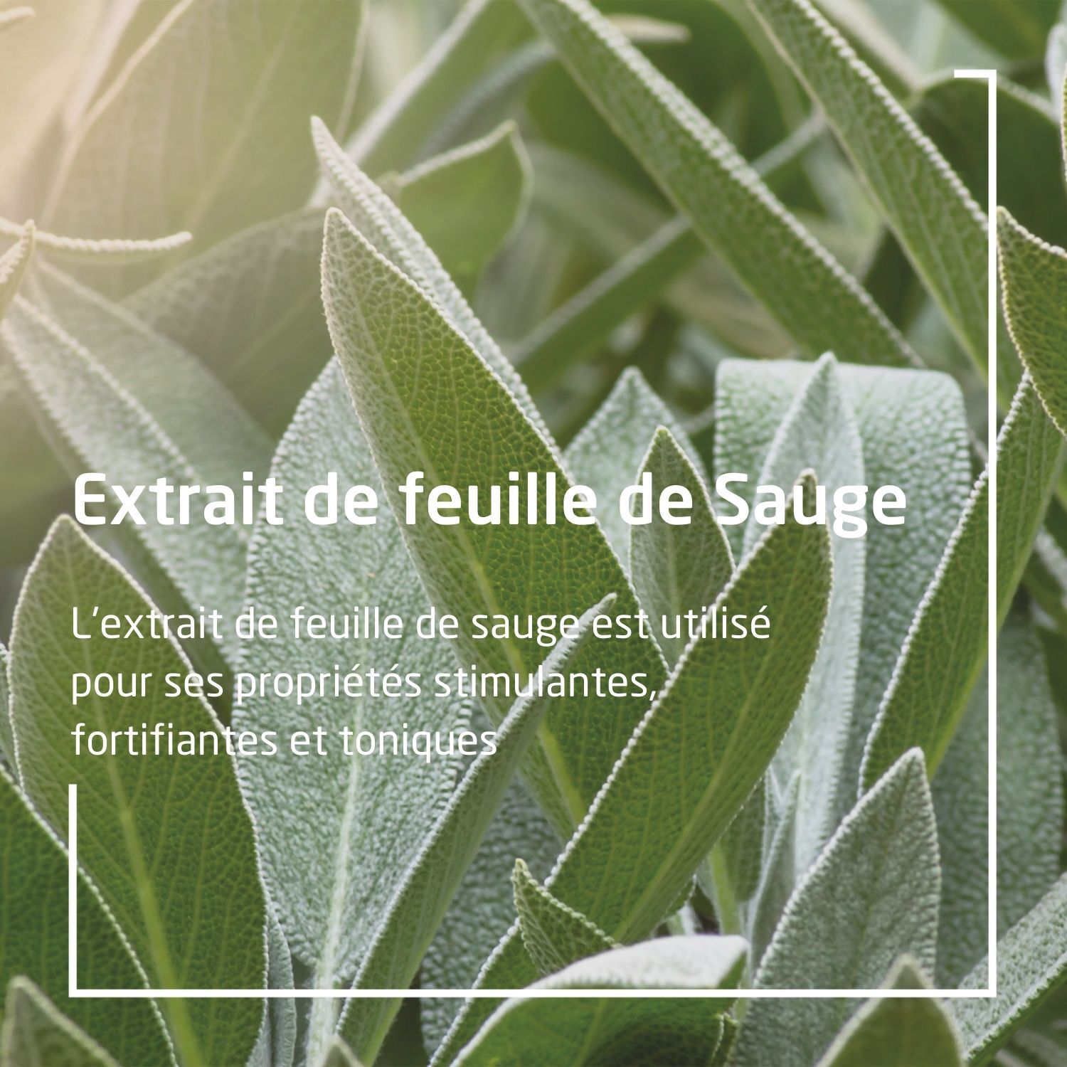 Weleda Sauge Gel Gingival - Gencives Sensibles - Goût Menthe - 30 ml
