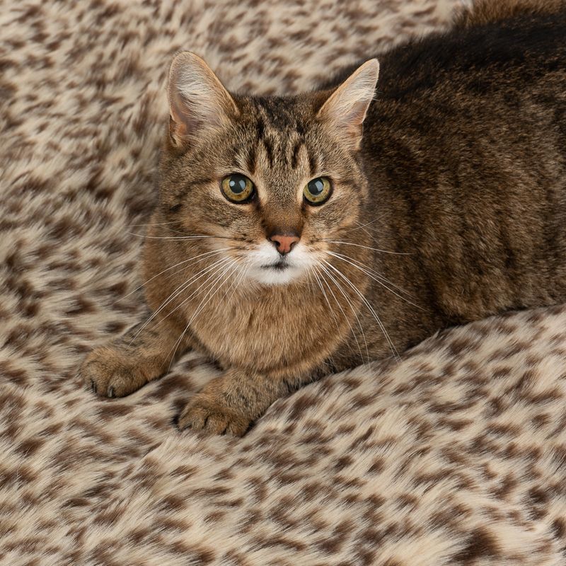 Kuscheldecke Leo zu TOP-Preisen