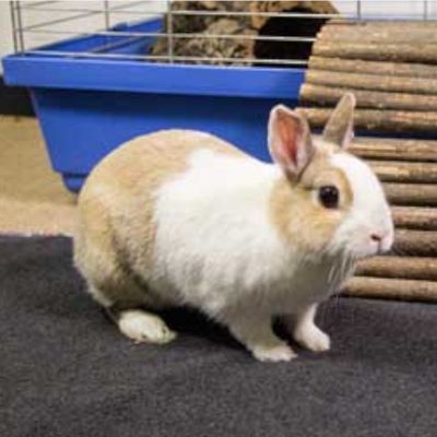 Bunny Bedding Easy