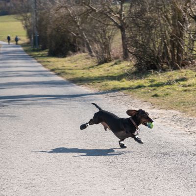 Hundeschuhe S & P Boots