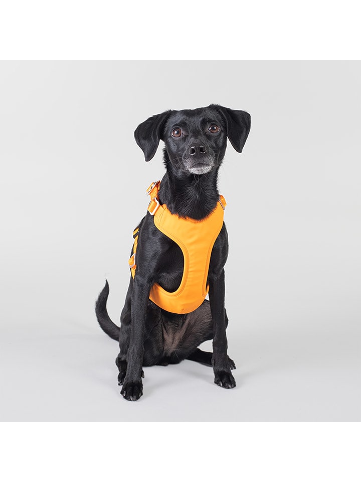Paikka Hundegeschirr in Orange günstig kaufen
