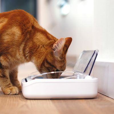 SureFeed Luftdichte Futterschale