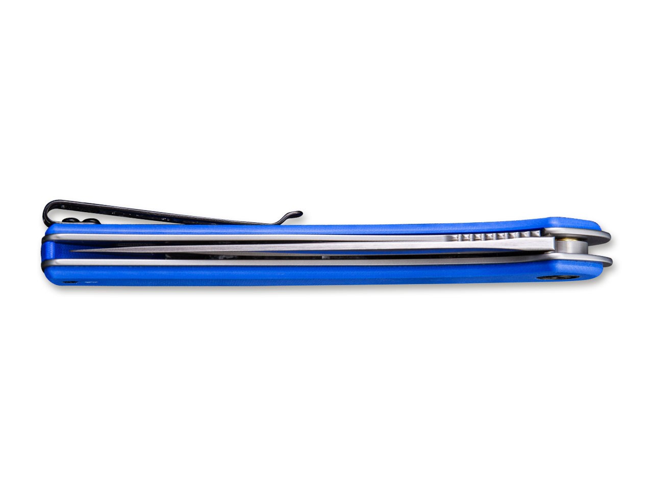 Asticus Blue