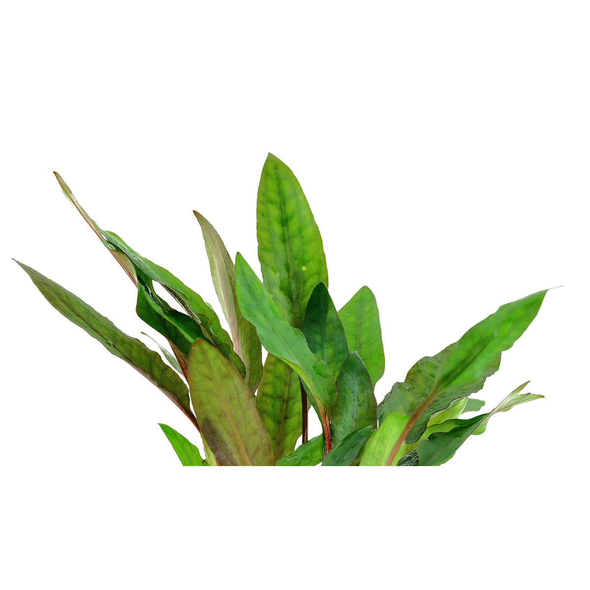 Tropica Aquariumpflanze Cryptocoryne beckettii 'Petchii'