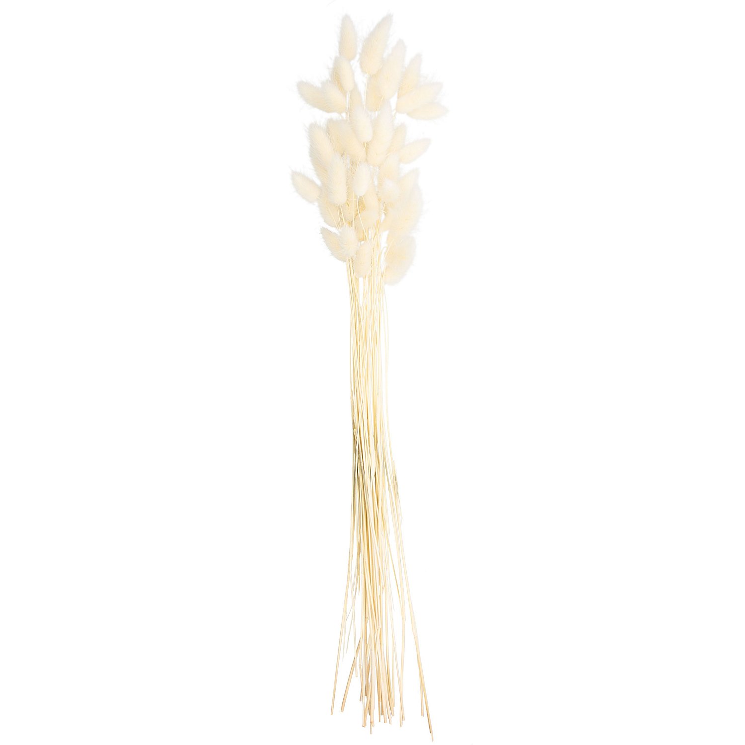Lagurus-Gras, gebleicht, 50–60 cm, 35–45 Stück
