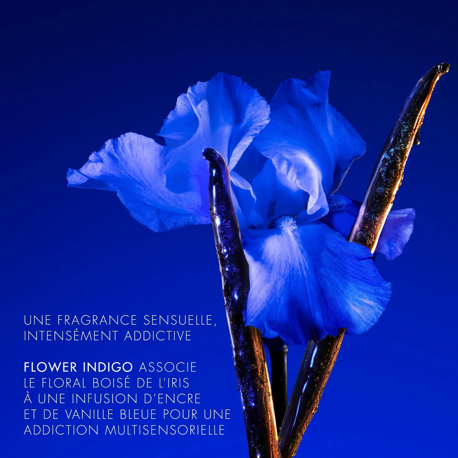 KENZO Ikebana Indigo