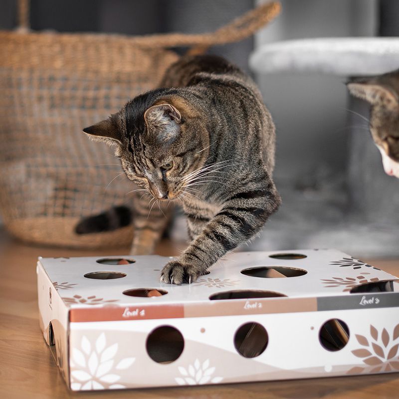CanadianCat Company Intelligenzspielzeug MagicBox
