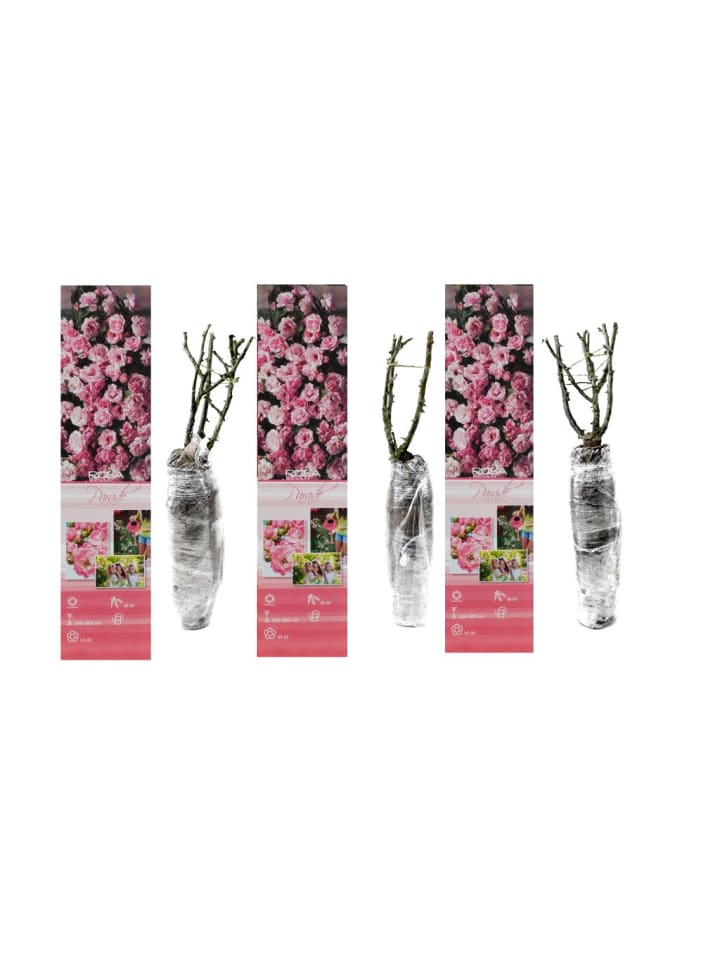 OH2 3er-Set Kletterrosen in Rosa günstig kaufen onesize