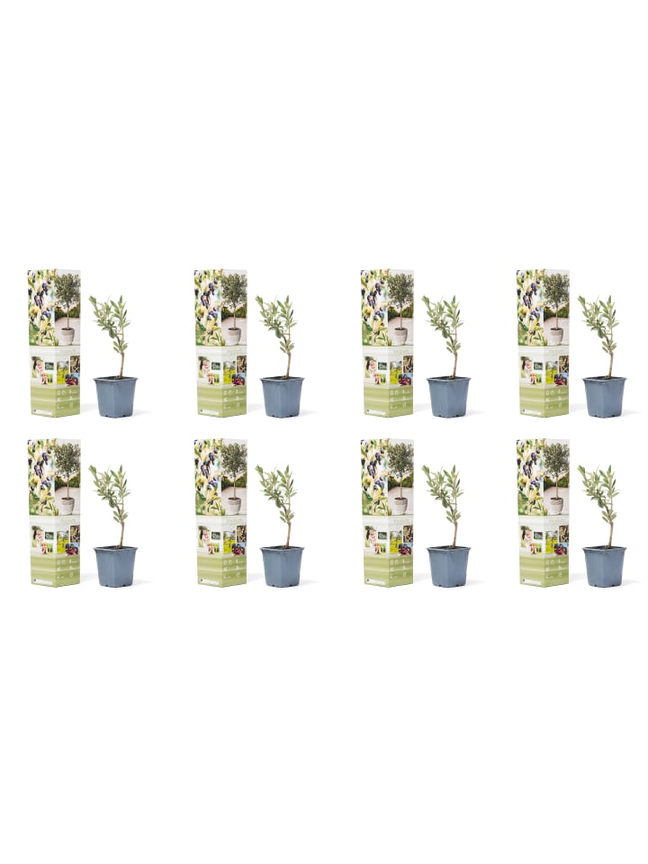 OH2 8er-Set Planzen Oliven in Grün günstig kaufen onesize