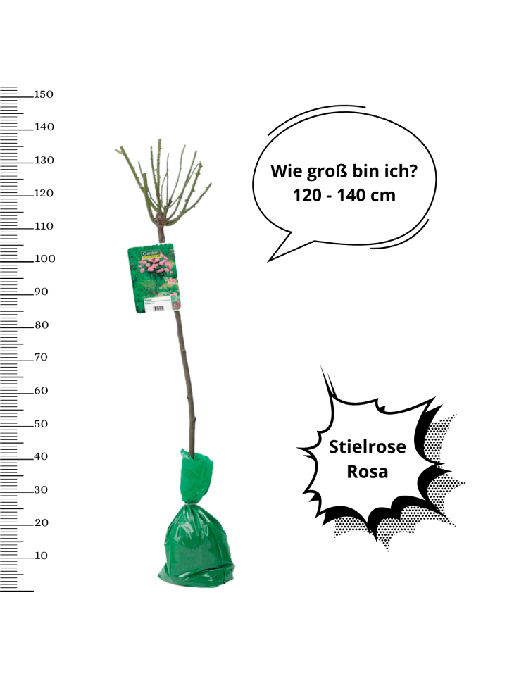 OH2 3er-Set: XXL Großblütige Stielrosen in Rosa günstig kaufen onesize