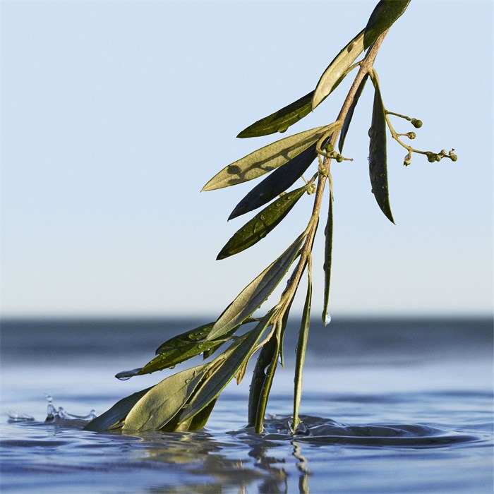 Eau de Parfum Spray