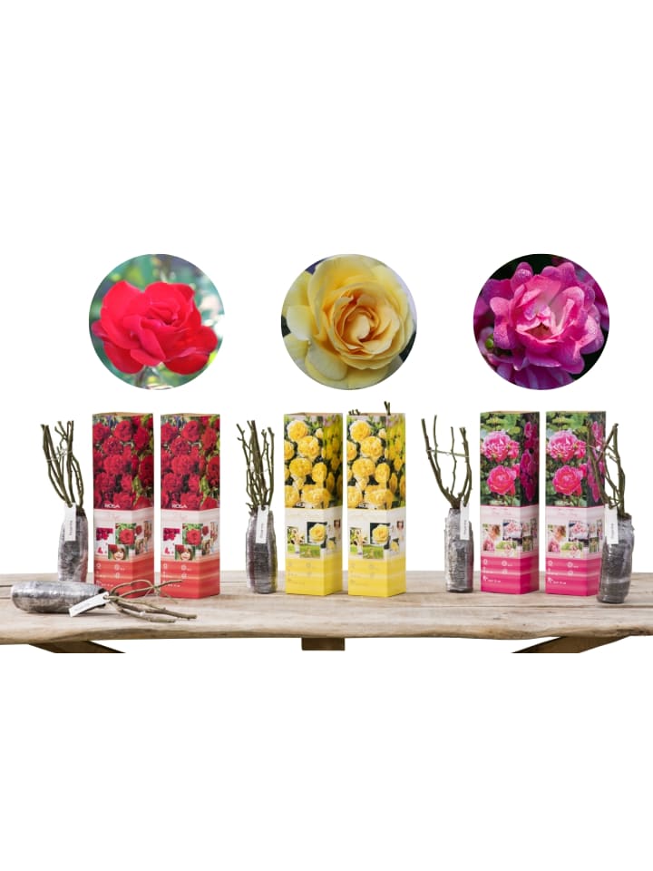 OH2 6er-Set: Rosen Polyantha in Bunt  günstig kaufen onesize