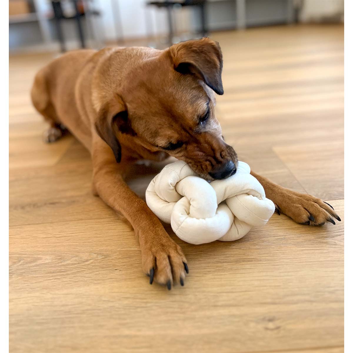Aumüller Knoten Hundespielzeug beige günstig kaufen bei ZooRoyal
