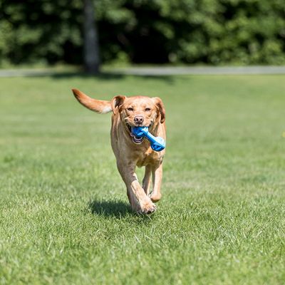 Trixie Hundespielzeug Kühl-Hantel