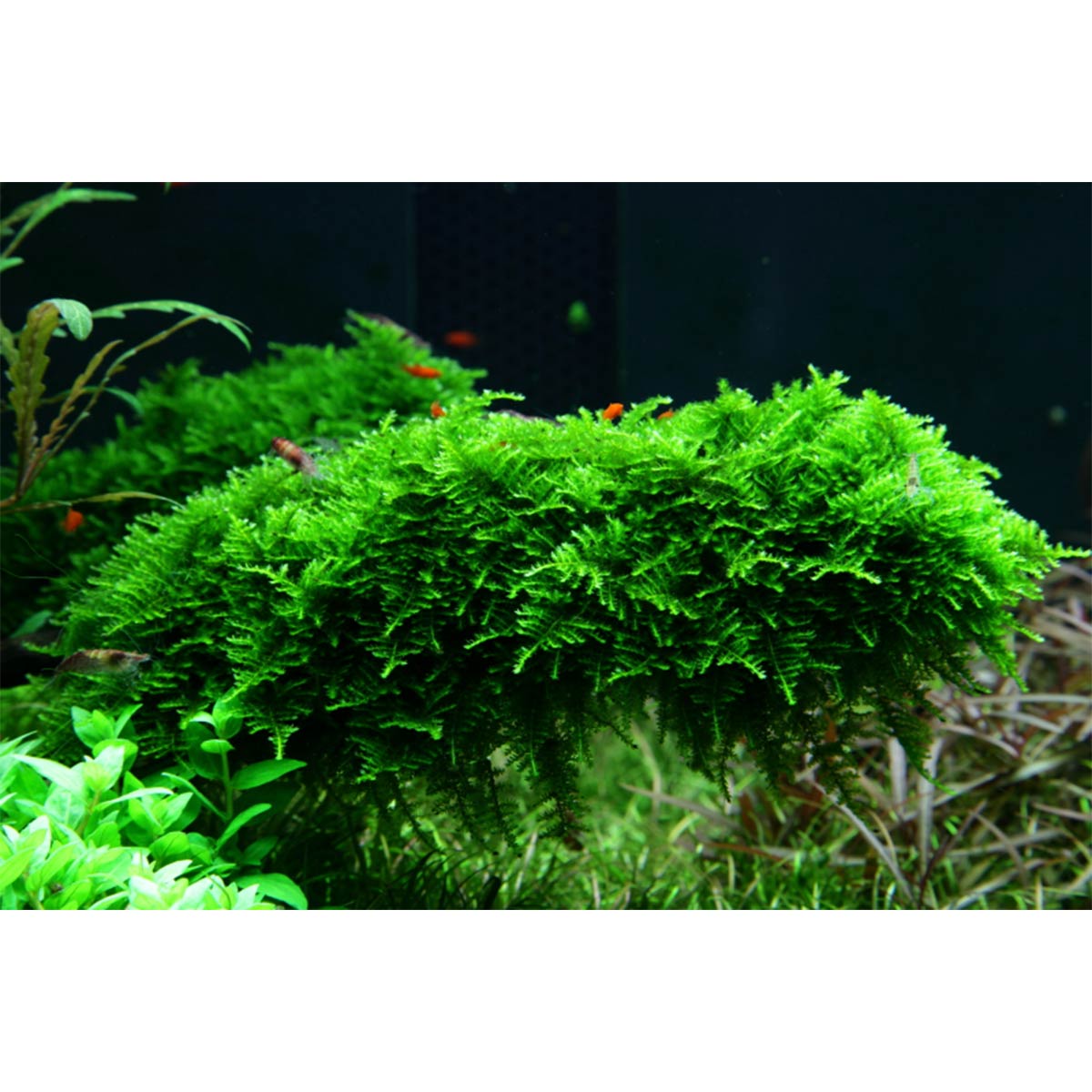 Tropica Aquariumpflanze Vesicularia montagnei 'Christmas'