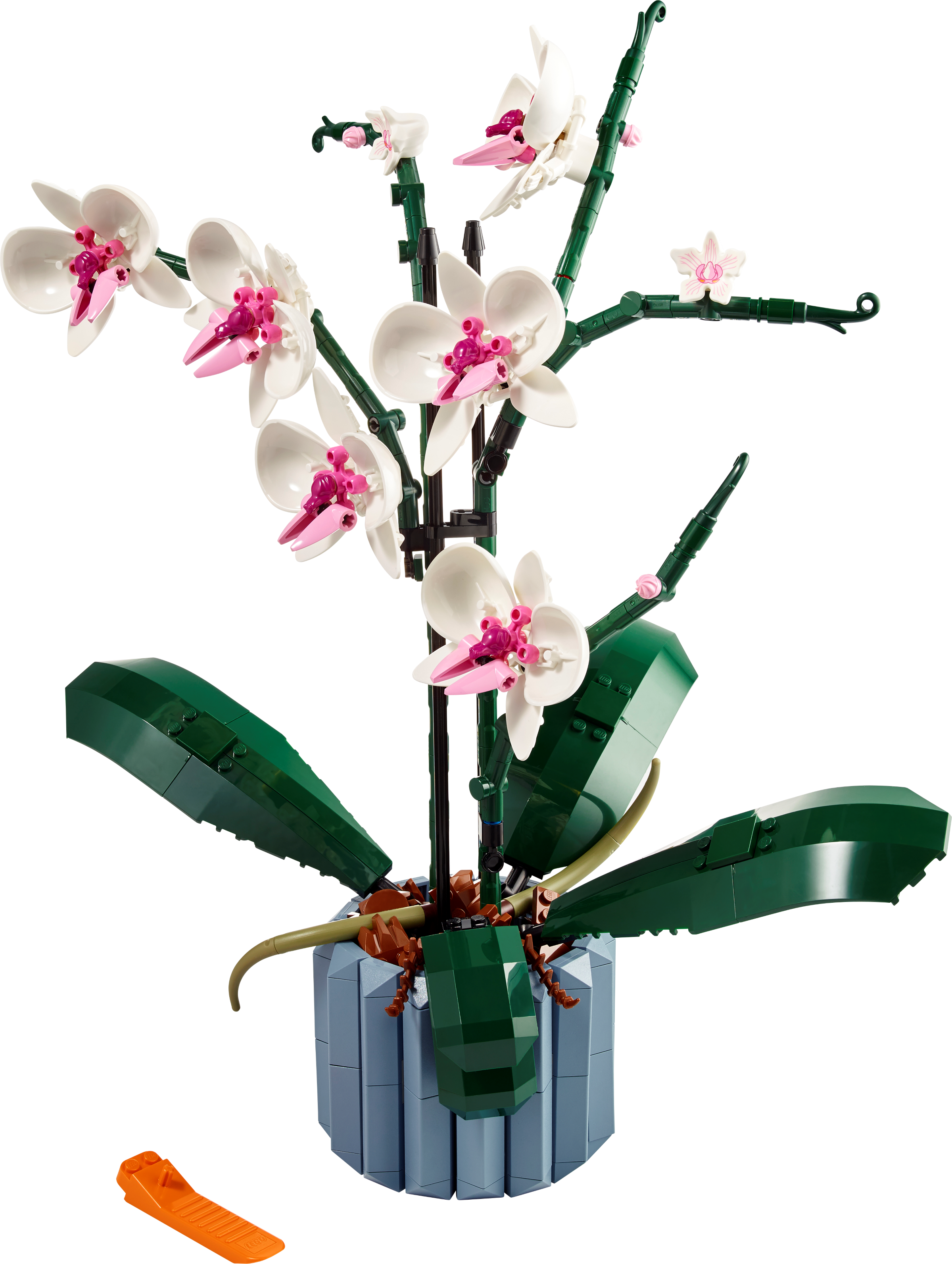 Orchidee 10311