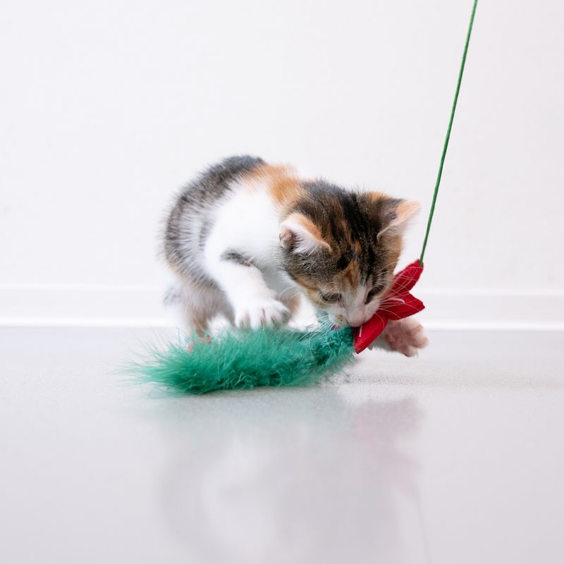 TIAKI Katzenangel Weihnachtsstern zu TOP-Preisen