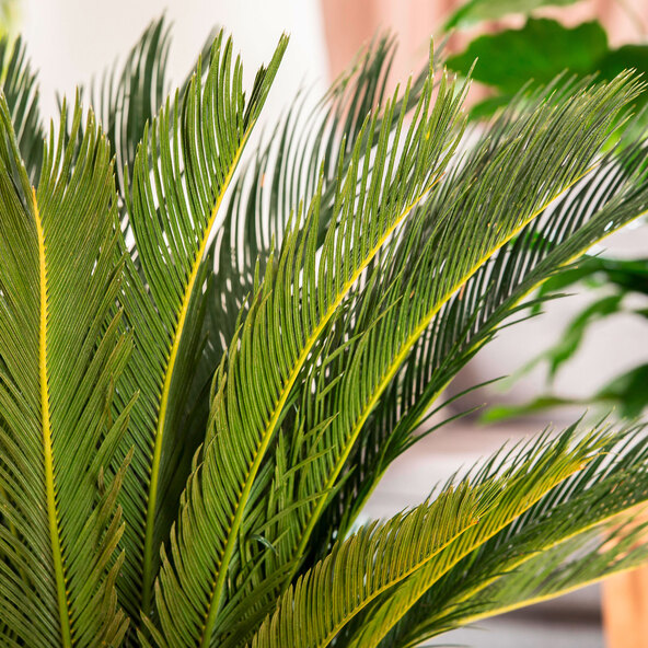 XXL-Palmfarn