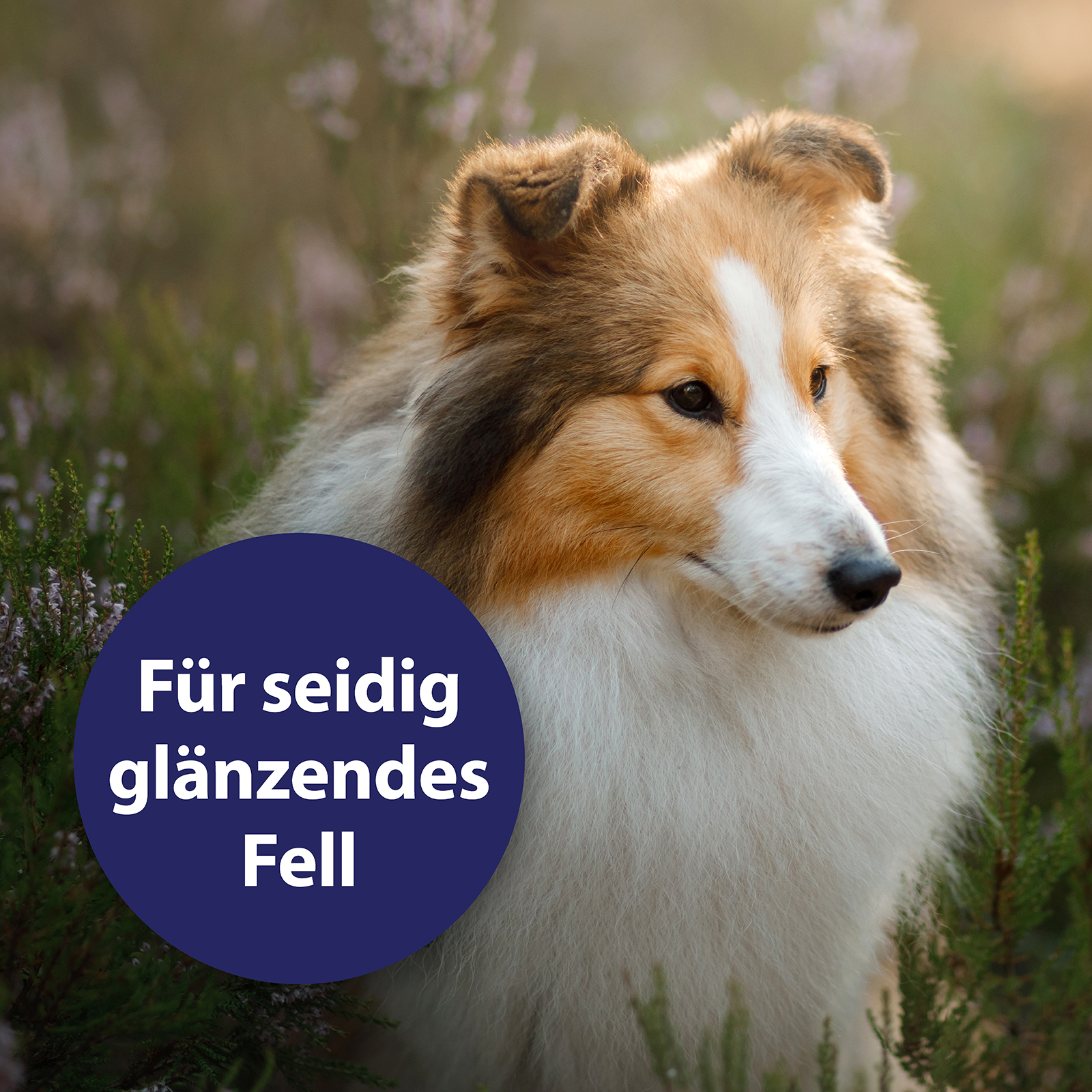Canosept Fellpflege Canosept Fellpflegespray für Hunde 250 ml