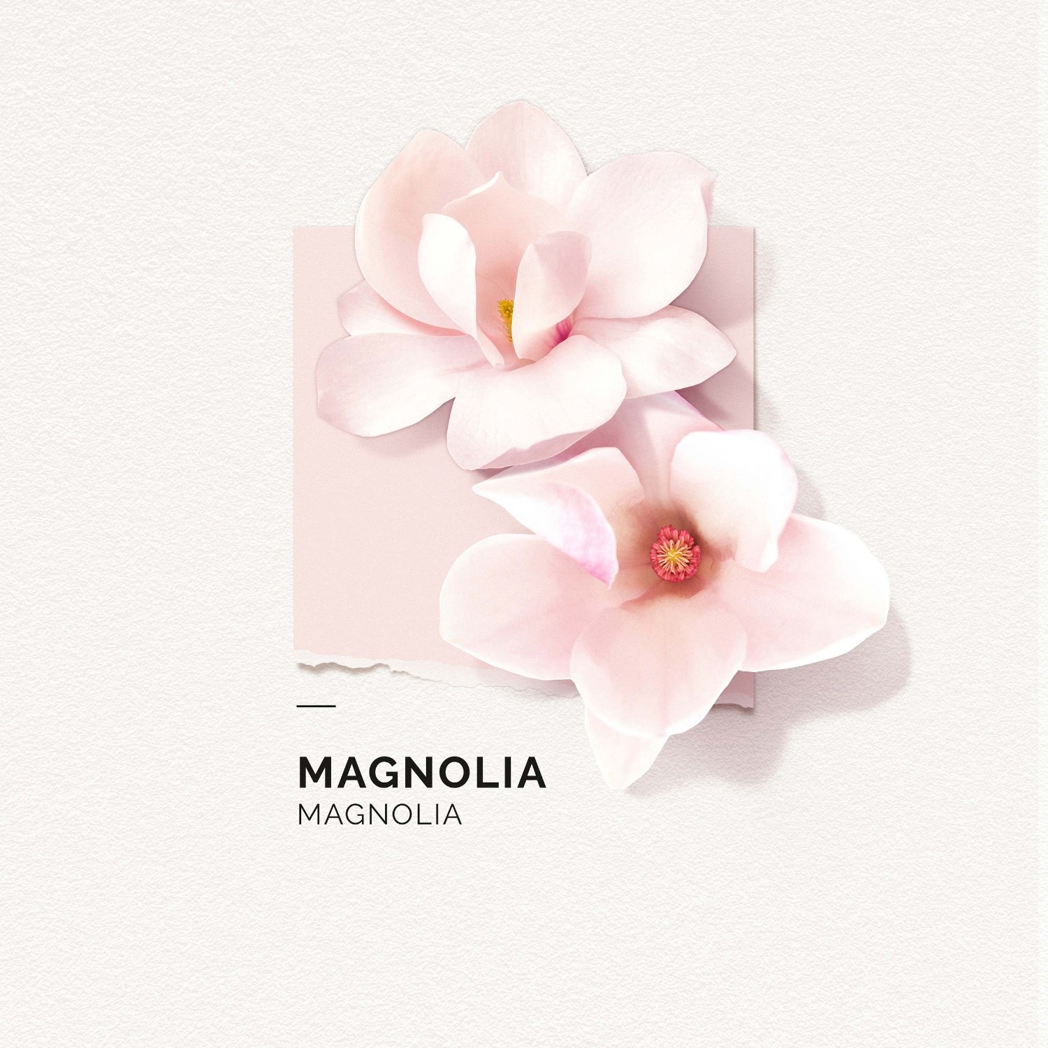 SOLINOTES Magnolia