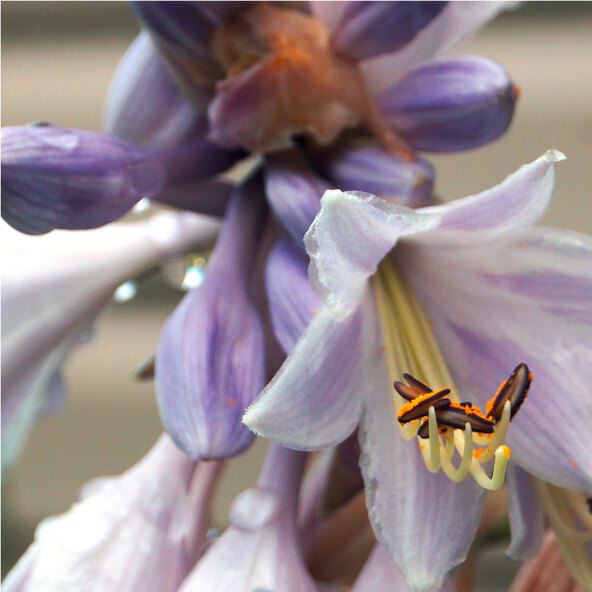 Hosta „Schattenzauber“ 3er-Set