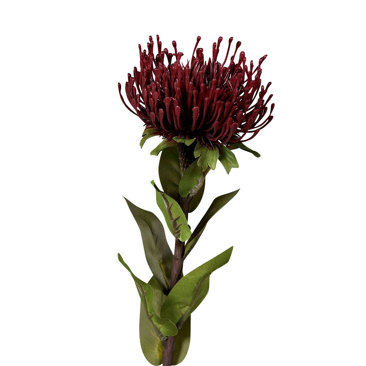 DPIProtea 74cm