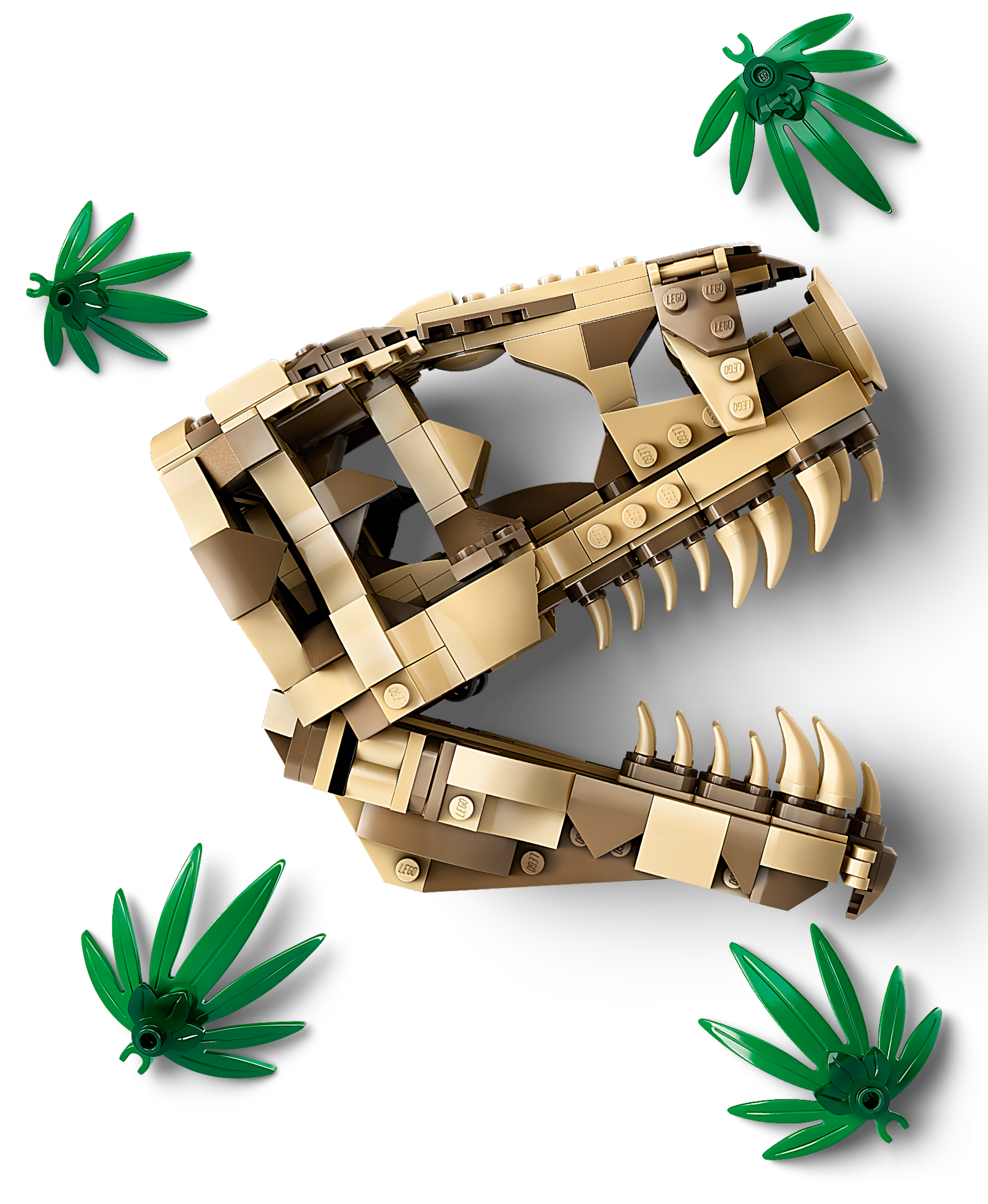 Dinosaurier-Fossilien: T.-rex-Kopf 76964