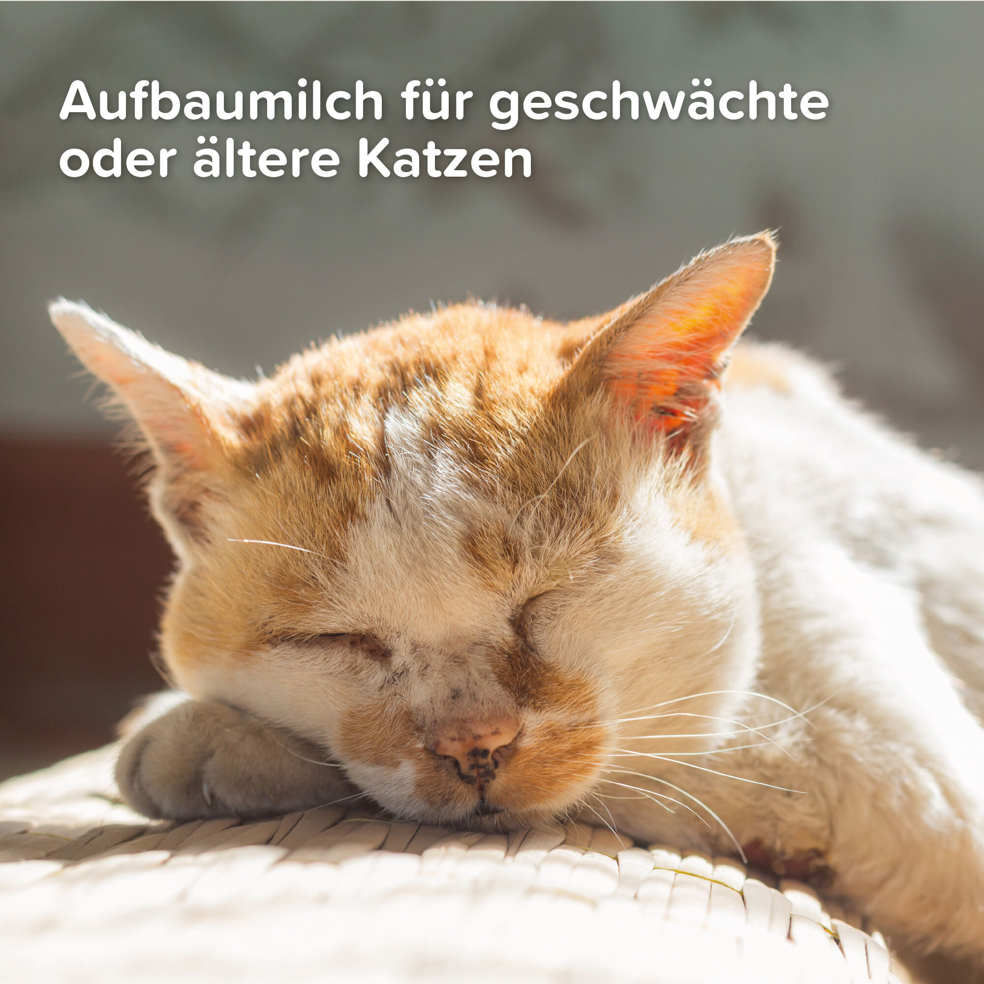 Beaphar Ergänzungsfutter & Aufzucht Beaphar Lactol Aufzucht-Milch 500 g