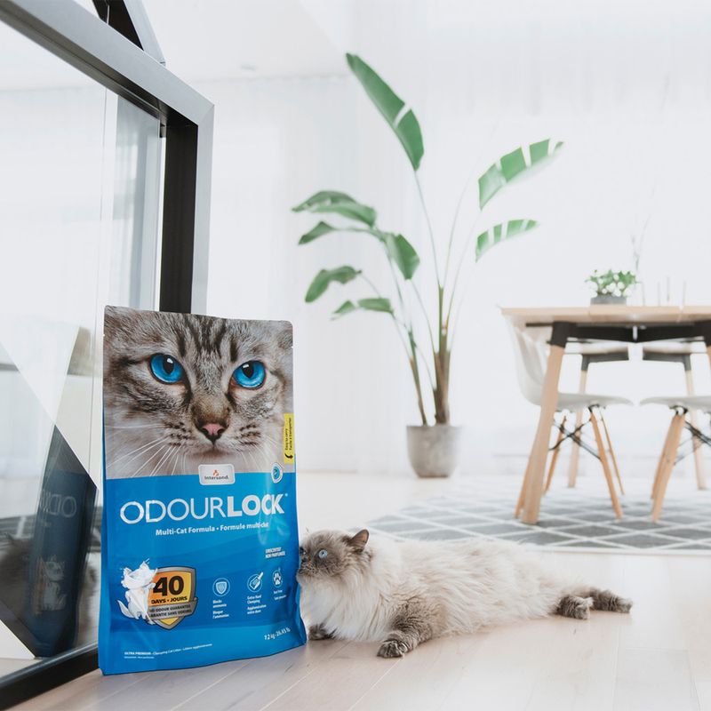 ODOURLOCK Katzenstreu Parfümfrei zu TOP-Preisen