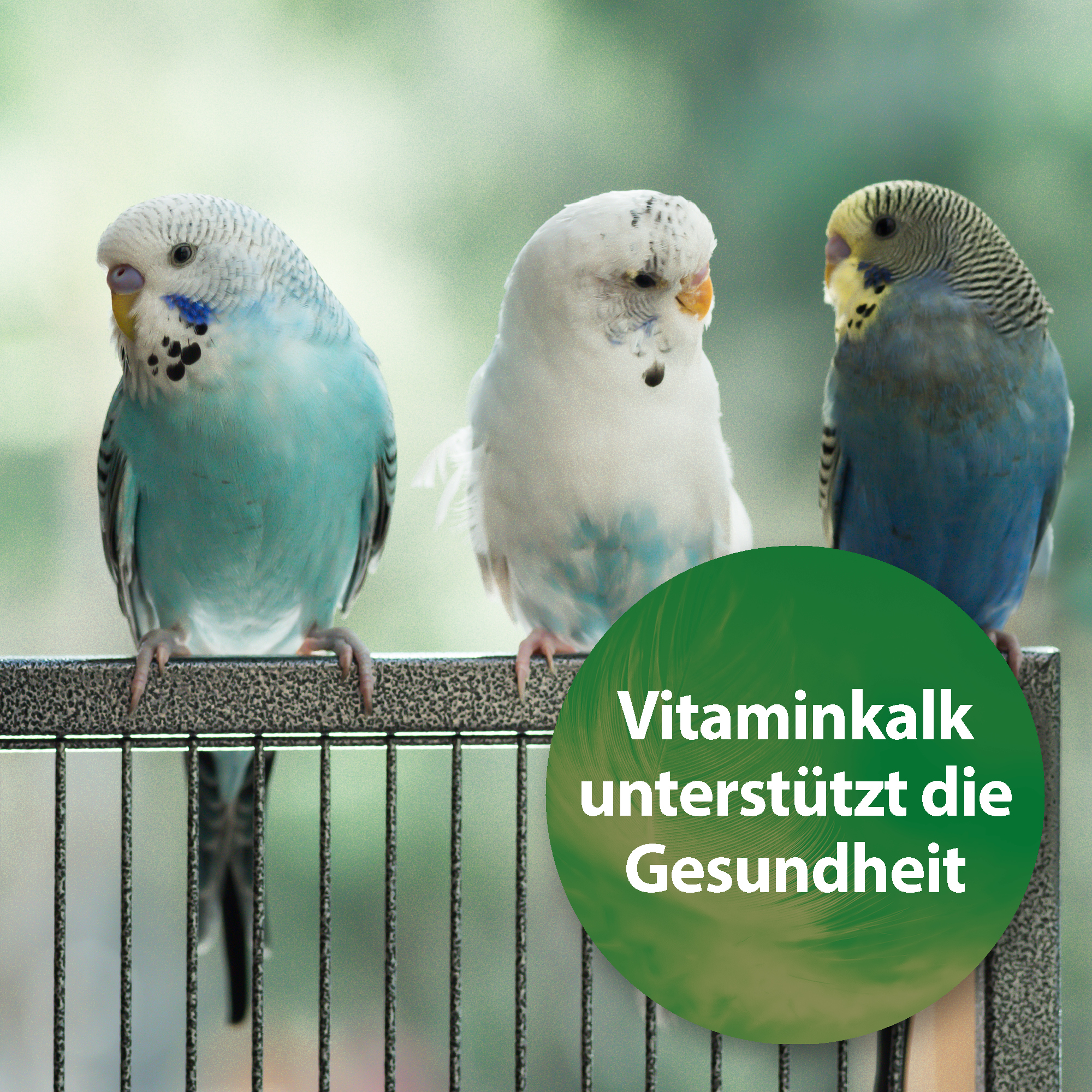 Quiko Ergänzungsfutter Quiko Vitaminkalk 1.000 g: Mineralien für Ziervögel