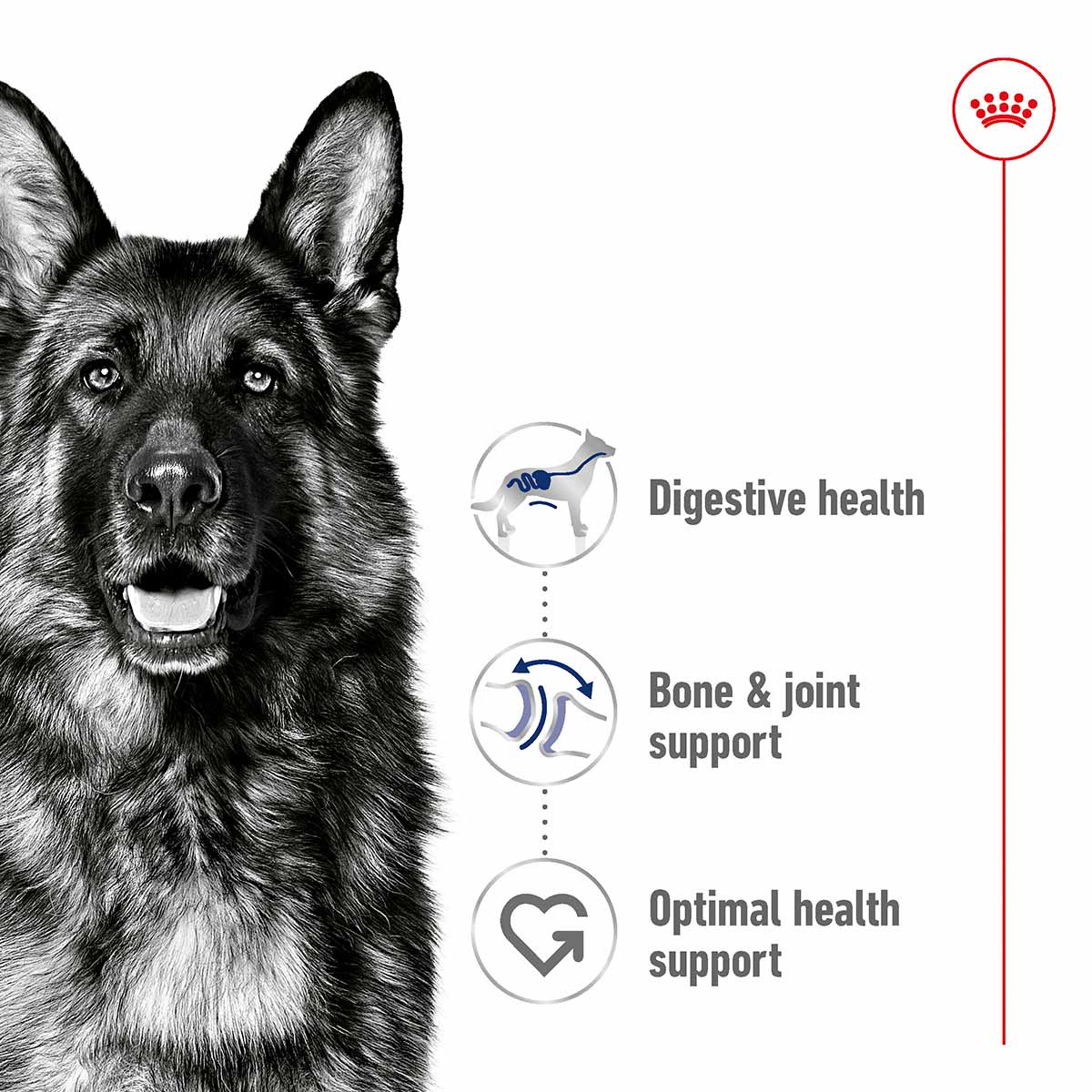 Royal Canin Size Health Nutrition Maxi Adult kaufen bei ZooRoyal