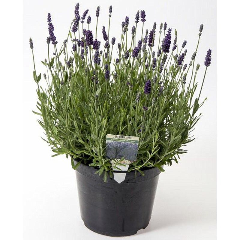 Lavendel P17 Lavandula angustifolia