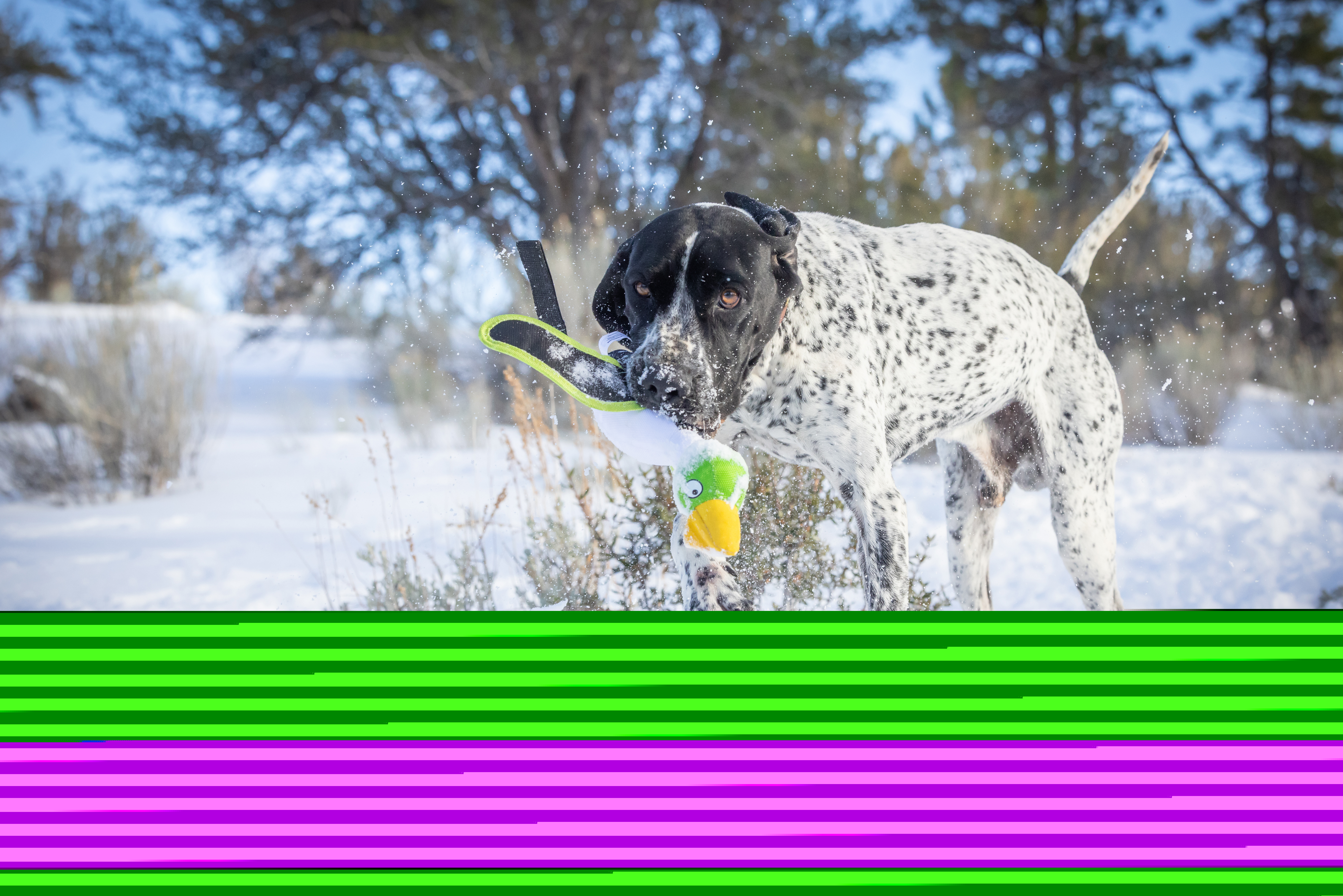 Hyper Pet Frisbees & Wurfspielzeug Hyper Pet Flying Duck