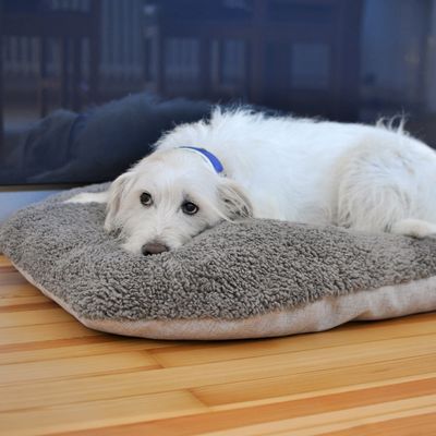 Pawz & Pepper Hundekissen Denver Ortho