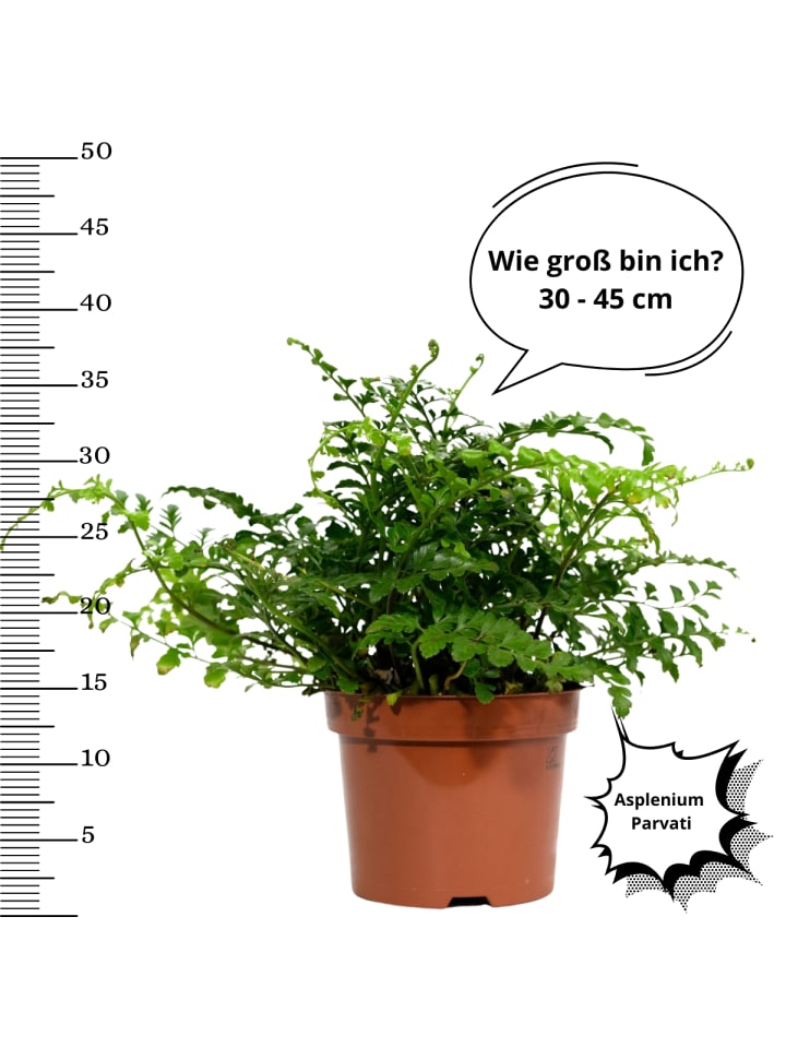 OH2 4er-Set:  Wartungsarme Zimmerpflanzen in Grün günstig kaufen onesize