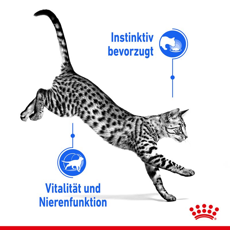 Royal Canin Indoor Sterilised 7+ in Gelee zu TOP-Preisen