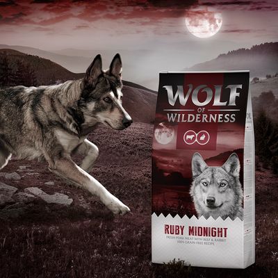 Wolf of Wilderness 