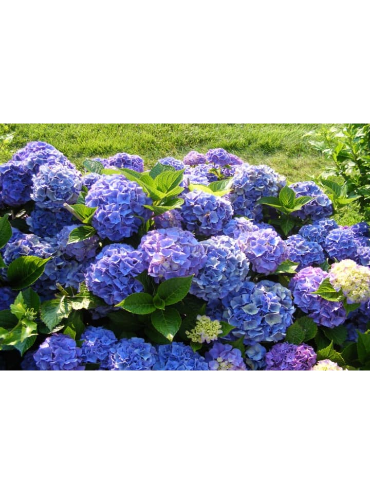 OH2 4-er: Set Hortensie (Hydrangea macrophylla) in Bunt günstig kaufen onesize