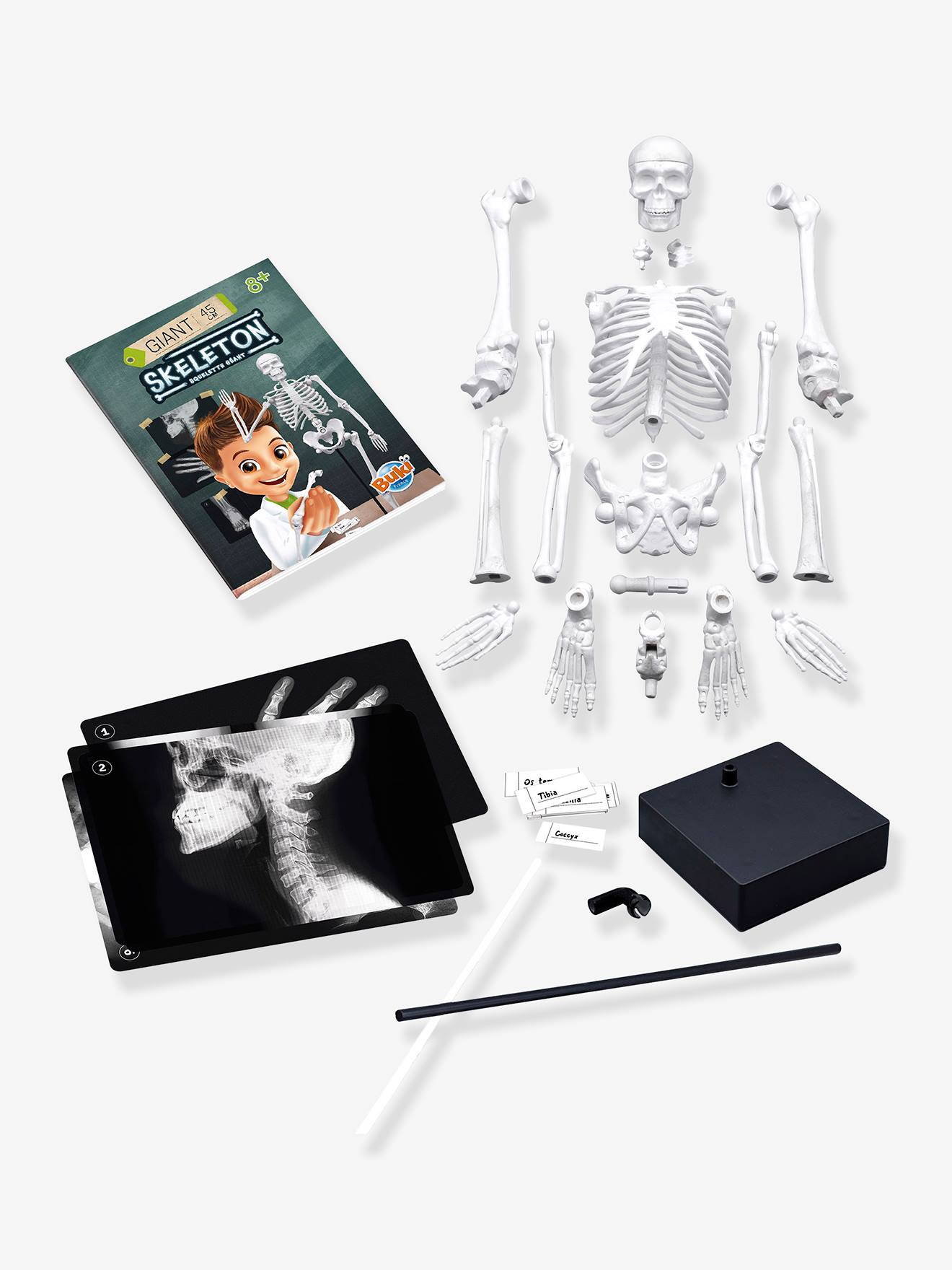 Buki Kinder Anatomie-Skelett BUKI - mehrfarbig
