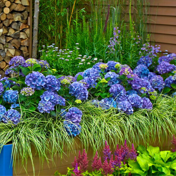 Bauernhortensie King Size Blau
