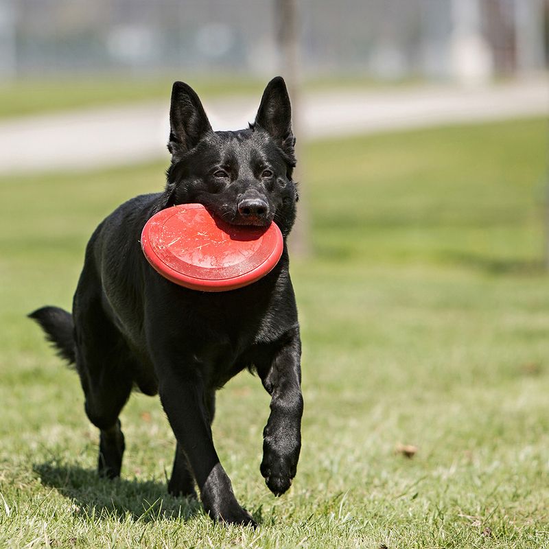 KONG Flyer Hundefrisbee zu TOP-Preisen