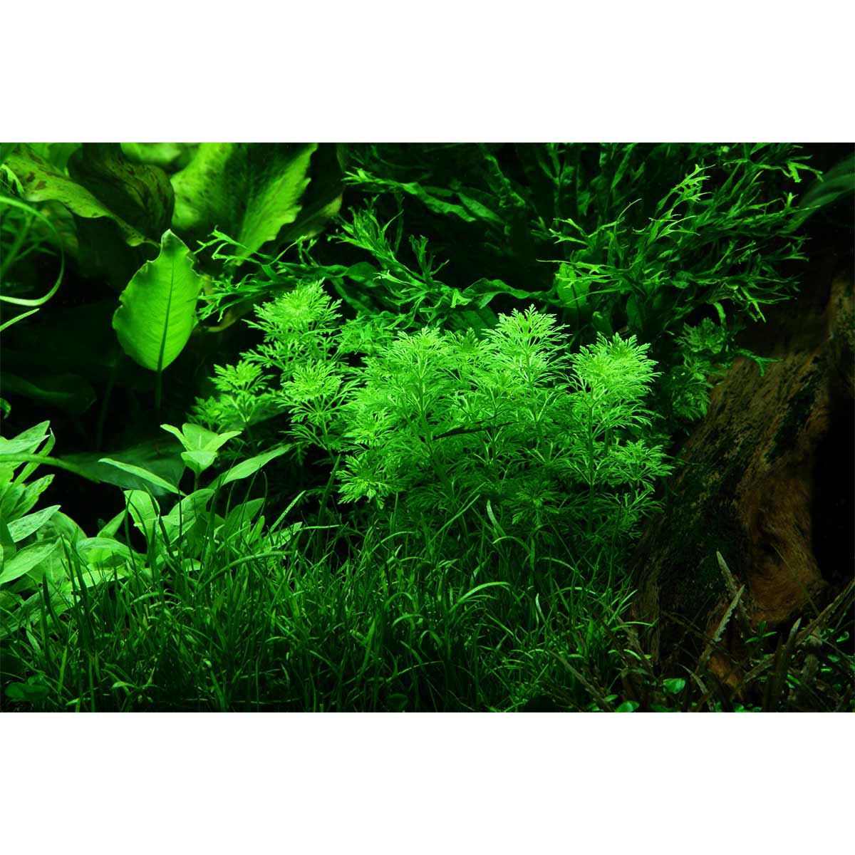 Tropica Aquariumpflanze Limnophila sessiliflora