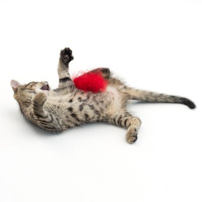 TIAKI Katzenspielzeug Tartan-Kicker mit Katzenminze